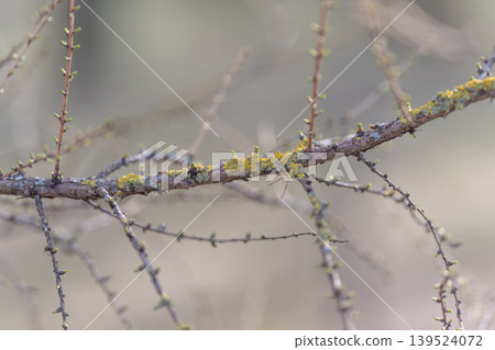 Conifer branch details. Closeup of mossy conifer twig. Macro shot of textured conifer branch with lichens. Detailed view of weathered conifer limb with moss and moisture 139524072
