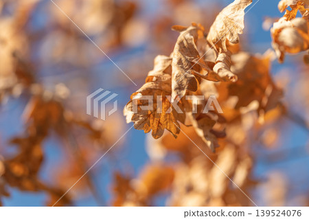 Clustered foliage forming warm pattern, rimlight accentuating earthy textures, rustic branch network, harmonious color palette of amber and brown, intimate seasonal study Clustered foliage forming warm pattern, rimlight accentuating earthy textures, rustic branch network, harmonious color palette of amber and brown, intimate seasonal study 139524076