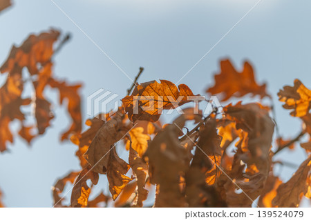Autumn leaves glow. Warm light emphasizes curling edges of faded autumn leaves. Gentle illumination accentuates delicate veins on withered oak leaves against pale sky Autumn leaves glow. Warm light emphasizes curling edges of faded autumn leaves. Gentle illumination accentuates delicate veins on withered oak leaves against pale sky 139524079