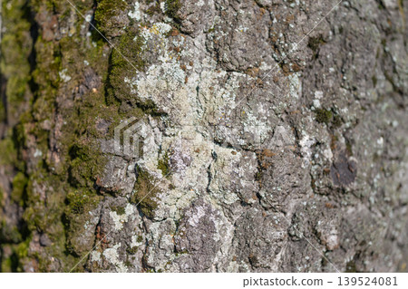 Weathered lichen patterns on bark. Sample revealing resilient textures of lichen and moss. Examination of tree bark highlighting rugged lichen and resilient moss patterns Weathered lichen patterns on bark. Sample revealing resilient textures of lichen and moss. Examination of tree bark highlighting rugged lichen and resilient moss patterns 139524081