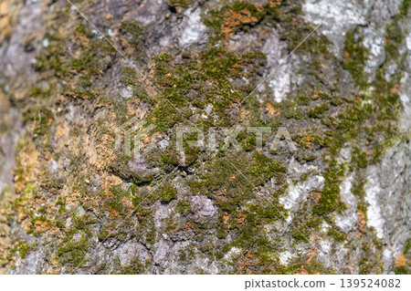 Soft Focus View of Moss on Old Tree. Warm Highlights and Dew Beads on Weathered Tree Bark. Closeup of Moist Moss and Slightly Blurred Edges on Ancient Tree Surface 139524082