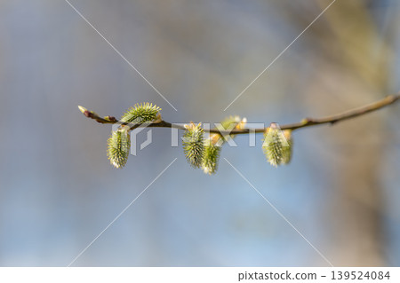 Sunlit buds signal new growth. Gentle breeze and warm light suggest hopeful renewal of nature. Softening focus and subtle movement emphasize start of vibrant seasonal bloom 139524084