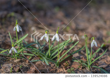 Snowdrops signaling winter to spring transition with tender blooms delicate white petals among brown leaves, soft sunlight and hopeful tone ideal for seasonal marketing Snowdrops signaling winter to spring transition with tender blooms delicate white petals among brown leaves, soft sunlight and hopeful tone ideal for seasonal marketing 139524086