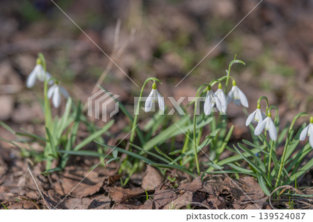 Sunlit snowdrops on forest floor creating carpet of white scattered dry leaves and slender stems, dappled light through trees, calm natural scene ideal for conservation stories Sunlit snowdrops on forest floor creating carpet of white scattered dry leaves and slender stems, dappled light through trees, calm natural scene ideal for conservation stories 139524087