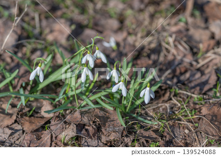 Delicate flowers shine at dawn. White snowdrops sparkle in gentle sunlight. Gentle early spring scene featuring shimmering snowdrops with slender stems and smooth leaves 139524088