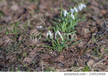 White flowers blooming. Closeup of snowdrops with green leaves in morning sunlight. Gentle morning light highlights fragile white snowdrops with lush green leaves on forest floor 139524089