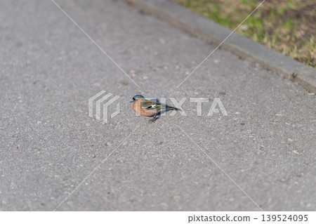 Bird crosses road. Tiny bird walks city pavement. Small songbird moves across urban street surface. Delicate finch advances over deserted concrete roadway calmly Bird crosses road. Tiny bird walks city pavement. Small songbird moves across urban street surface. Delicate finch advances over deserted concrete roadway calmly 139524095