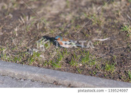 Small avian searching for seeds amid warm textured turf and sunlight. Tiny feathered creature nibbles seeds on bright grassy surface with detailed wing pattern visible Small avian searching for seeds amid warm textured turf and sunlight. Tiny feathered creature nibbles seeds on bright grassy surface with detailed wing pattern visible 139524097