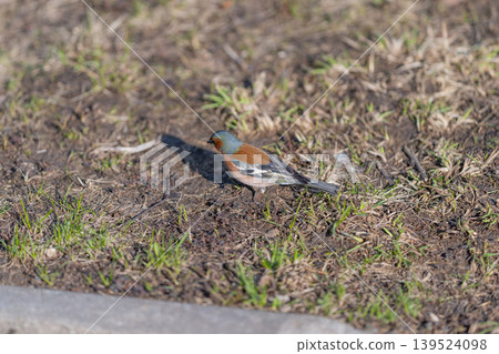 Small songbird surveys terrain on lush grassy suburban border. Delicate finch inspects ground cover and leaf debris under dappled light in quiet neighborhood park Small songbird surveys terrain on lush grassy suburban border. Delicate finch inspects ground cover and leaf debris under dappled light in quiet neighborhood park 139524098