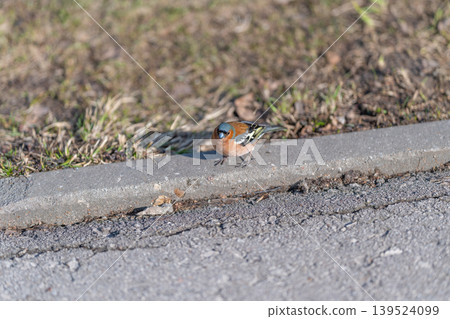 Finch seeks tiny seed crumbs. Small bird searches among dried grass. Tiny finch delicately pecks for seeds amidst dried grass and gravel under soft dawn illumination 139524099