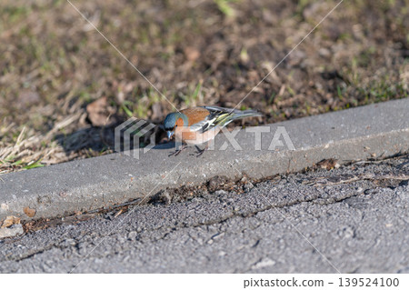 Bird observing environment. Finch perched quietly nearby surroundings. Small bird on urban park edge carefully watching. Tiny finch pauses on grass near pathway 139524100