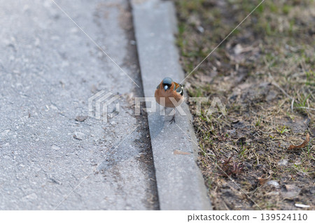Bird faces urban surroundings. Tiny bird cast shadows on streets. Small bird gazes across bustling cityscape pavement. Little bird looks away from busy city street surface Bird faces urban surroundings. Tiny bird cast shadows on streets. Small bird gazes across bustling cityscape pavement. Little bird looks away from busy city street surface 139524110