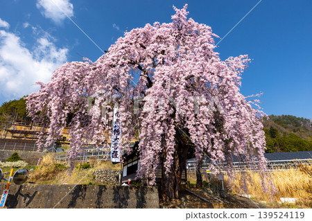 Weeping cherry tree (Prunus serrulata) in front of Hachiman Shrine on a hillside in Kamiichinose, Minami-Alps City, Yamanashi Prefecture. Weeping cherry tree (Prunus serrulata) in front of Hachiman Shrine on a hillside in Kamiichinose, Minami-Alps City, Yamanashi Prefecture. 139524119