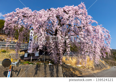 Weeping cherry tree (Prunus serrulata) in front of Hachiman Shrine on a hillside in Kamiichinose, Minami-Alps City, Yamanashi Prefecture. 139524121