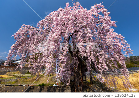 Weeping cherry tree (Prunus serrulata) in front of Hachiman Shrine on a hillside in Kamiichinose, Minami-Alps City, Yamanashi Prefecture. 139524122