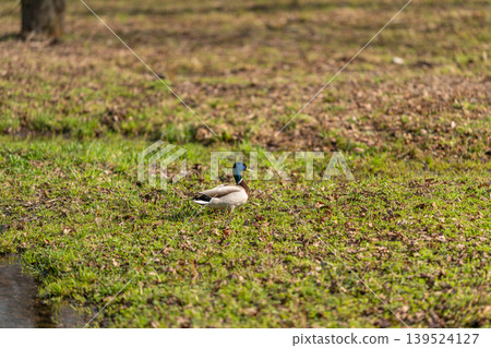 Mallard calmly rests near water. Single male duck resting peacefully among fresh grasses and water. Quiet wildlife moment capturing male duck in lush springtime environment Mallard calmly rests near water. Single male duck resting peacefully among fresh grasses and water. Quiet wildlife moment capturing male duck in lush springtime environment 139524127