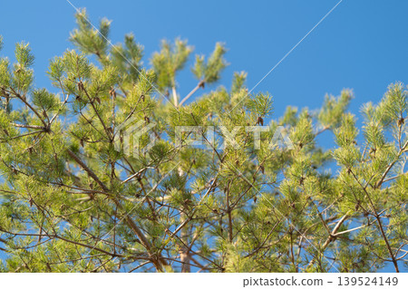 Pine branches and cones against pure blue sky, simple composition emphasizing negative space, line and contrast for editorial, poster or web hero image with modern aesthetic Pine branches and cones against pure blue sky, simple composition emphasizing negative space, line and contrast for editorial, poster or web hero image with modern aesthetic 139524149