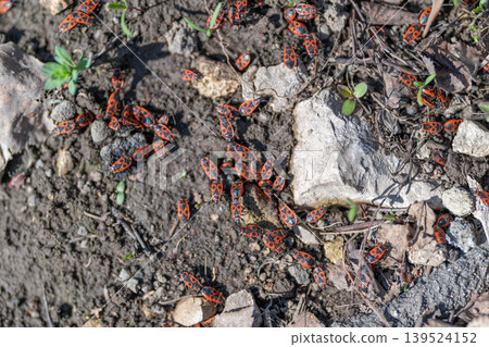 Firebugs traverse earth. Orange firebugs crawl across terrain. Firebugs with vibrant colors moving on soil. Bright orange and black firebugs navigating rocky landscape Firebugs traverse earth. Orange firebugs crawl across terrain. Firebugs with vibrant colors moving on soil. Bright orange and black firebugs navigating rocky landscape 139524152