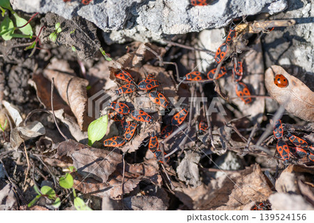 Bug cluster closeup. Detailed view of bugs in nature. Macro shot of colorful bugs among plant debris. Close examination of vibrant insects gathering on plant litter in spring 139524156