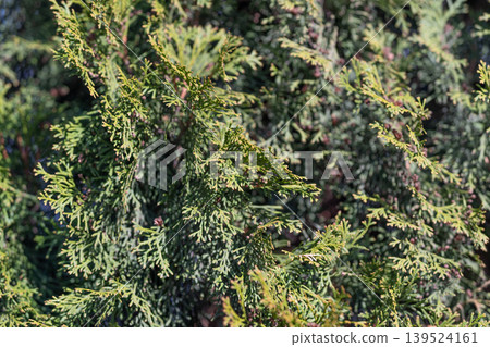 Detailed thuja foliage in ornamental garden setting showing delicate scale leaves, subtle color gradation, and tranquil composition ideal for decorative planting Detailed thuja foliage in ornamental garden setting showing delicate scale leaves, subtle color gradation, and tranquil composition ideal for decorative planting 139524161