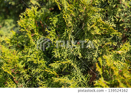Closeup thuja foliage bathed in sunlight revealing intricate scale textures and vibrant green tones, shallow depth of field emphasizes detail and crisp shadows across branches Closeup thuja foliage bathed in sunlight revealing intricate scale textures and vibrant green tones, shallow depth of field emphasizes detail and crisp shadows across branches 139524162