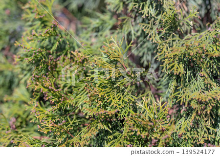 Thick greenery with textured leaves. Closeup of dense foliage and textured branches. Natural pattern of thuja foliage with textured scales and muted green tones Thick greenery with textured leaves. Closeup of dense foliage and textured branches. Natural pattern of thuja foliage with textured scales and muted green tones 139524177