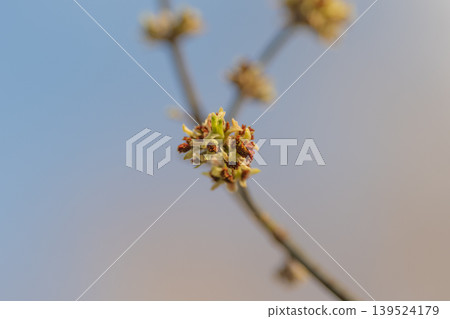 Spring nature scene. Gentle buds and blurred background. Young green leaves and soft morning glow. Closeup of budding branches with peaceful morning lighting and blurred scenery Spring nature scene. Gentle buds and blurred background. Young green leaves and soft morning glow. Closeup of budding branches with peaceful morning lighting and blurred scenery 139524179
