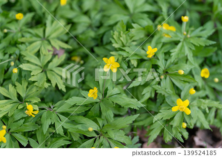 Warm sunlight highlights tiny floral clusters among shaded woodland scenery. Vivid spring flowers bathed in sunlight with soft shadows amid peaceful woodland environment Warm sunlight highlights tiny floral clusters among shaded woodland scenery. Vivid spring flowers bathed in sunlight with soft shadows amid peaceful woodland environment 139524185