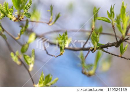Detailed nature scene. Emerging foliage with dew speckles. Closeup of buds with blue backdrop. Sharp focus on new leaves and buds with cool blue and dew droplets Detailed nature scene. Emerging foliage with dew speckles. Closeup of buds with blue backdrop. Sharp focus on new leaves and buds with cool blue and dew droplets 139524189
