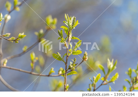Springtime buds emerge. New growth reaches upward gracefully. Early shoots extend towards bright sky. Fresh sprigs develop with delicate buds against blurred canopy Springtime buds emerge. New growth reaches upward gracefully. Early shoots extend towards bright sky. Fresh sprigs develop with delicate buds against blurred canopy 139524194