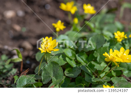 Vivid spring yellow flower in focus, crisp stamen and petals, glossy leaf, droplets of morning dew, soft blurred background, botanical study under natural light, delicate texture 139524197