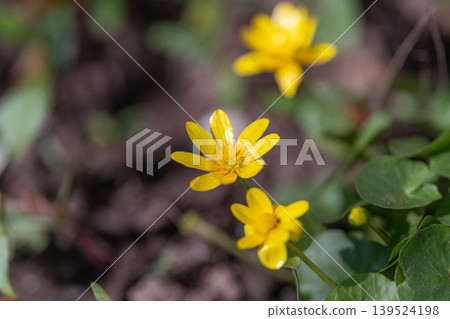 Spring yellow flowers small blooms used as inspiration for floral arrangement, stylist perspective showing texture, color contrast and table styling cues for florists and creatives 139524198