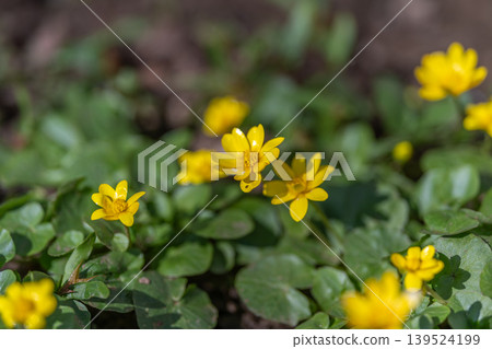 Spring yellow flowers delicate cluster evokes calm mood and nature therapy, gentle sunlight and low perspective ideal for wellness, mindfulness and restorative lifestyle visuals Spring yellow flowers delicate cluster evokes calm mood and nature therapy, gentle sunlight and low perspective ideal for wellness, mindfulness and restorative lifestyle visuals 139524199