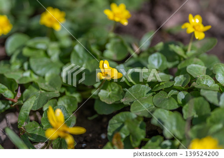 Spring yellow flowers carpeting city soil patch, lowangle view of dense groundcover, glossy green leaves and scattered blooms, suitable for landscaping and urban gardening concepts Spring yellow flowers carpeting city soil patch, lowangle view of dense groundcover, glossy green leaves and scattered blooms, suitable for landscaping and urban gardening concepts 139524200