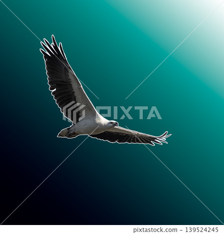 White-bellied sea eagle with gradient effect 139524245