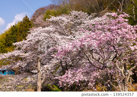 Hiraoka, Minami-Alps City, Yamanashi Prefecture View of someiyoshino and benishidarezakura cherry trees in full bloom at Hotarumibashi Park along the Urushi River Hiraoka, Minami-Alps City, Yamanashi Prefecture View of someiyoshino and benishidarezakura cherry trees in full bloom at Hotarumibashi Park along the Urushi River 139524357