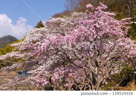 Hiraoka, Minami-Alps City, Yamanashi Prefecture View of someiyoshino and benishidarezakura cherry trees in full bloom at Hotarumibashi Park along the Urushi River Hiraoka, Minami-Alps City, Yamanashi Prefecture View of someiyoshino and benishidarezakura cherry trees in full bloom at Hotarumibashi Park along the Urushi River 139524358