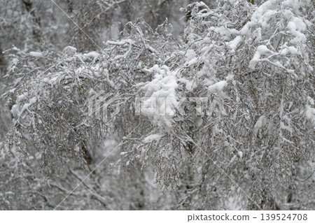 Snow burdens trees. Heavy snowfall forces delicate tree limbs to bend downward. Accumulating snow on trees leads to bending and potential breakage of fragile branches Snow burdens trees. Heavy snowfall forces delicate tree limbs to bend downward. Accumulating snow on trees leads to bending and potential breakage of fragile branches 139524708