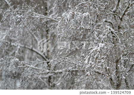 Dawn icy thaw. Ice melting on branches early morning. Soft light reveals melting ice on twigs at dawn. Frozen branches thawing as gentle dawn light interacts with droplets Dawn icy thaw. Ice melting on branches early morning. Soft light reveals melting ice on twigs at dawn. Frozen branches thawing as gentle dawn light interacts with droplets 139524709