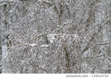 Silent snowy landscape. Tranquil birch outline beneath gentle snowflakes in silence. Peaceful winter silhouette of birch tree surrounded by soft falling snow and quiet atmosphere Silent snowy landscape. Tranquil birch outline beneath gentle snowflakes in silence. Peaceful winter silhouette of birch tree surrounded by soft falling snow and quiet atmosphere 139524710