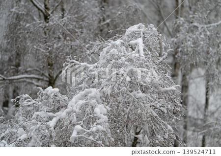 Snowy branch details. Snowladen branches and icy thin twigs amidst gray surroundings. Delicate tree branches weighed down by snow and ice under muted gray sky with gentle light 139524711