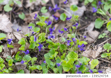 Violet plant detail. Focus on violet petals among green foliage and leaf litter. Groundcover scene featuring violet blossoms with detailed leaf veins and soft lighting Violet plant detail. Focus on violet petals among green foliage and leaf litter. Groundcover scene featuring violet blossoms with detailed leaf veins and soft lighting 139524734
