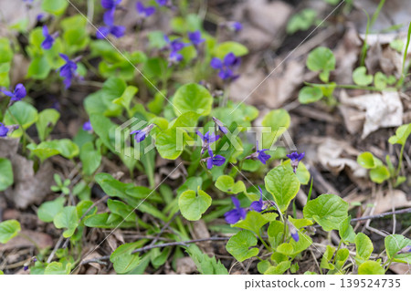 Forest floor with violet blooms. Intimate scene showcasing violet leaves and petals amidst forest debris. Detailed glimpse of violets nestled within leaf litter on forest floor Forest floor with violet blooms. Intimate scene showcasing violet leaves and petals amidst forest debris. Detailed glimpse of violets nestled within leaf litter on forest floor 139524735