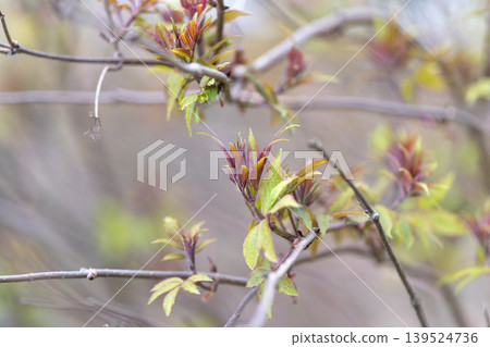 Dynamic image capturing colorful shoots exhibiting lively spring vitality. Detailed view emphasizing bright colors and delicate textures of youthful plant growth in spring Dynamic image capturing colorful shoots exhibiting lively spring vitality. Detailed view emphasizing bright colors and delicate textures of youthful plant growth in spring 139524736