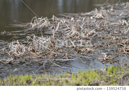 Marsh thawing scene. Melting ice in wetland. Seasonal marshland with melting ice and reeds. Frozen water dissolving in marsh with decaying reeds and thawing pond 139524738