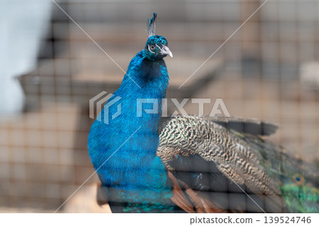 Peacock displaying shimmering feathers. Elegant peacock behind mesh with reflective plumage. Vivid blue peacock profile seen through cage with iridescent feathers Peacock displaying shimmering feathers. Elegant peacock behind mesh with reflective plumage. Vivid blue peacock profile seen through cage with iridescent feathers 139524746