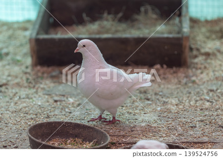 White pigeon standing by nesting boxes against haylined enclosure background alert upright posture detailed feather texture and pink feet visible scene suggests sanctuary care White pigeon standing by nesting boxes against haylined enclosure background alert upright posture detailed feather texture and pink feet visible scene suggests sanctuary care 139524756