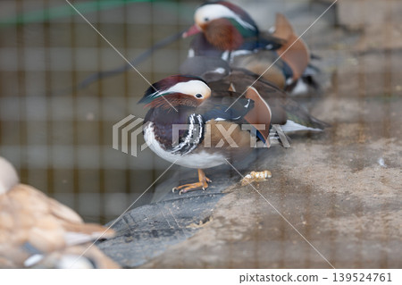 Colorful duck display. Colorfully plumaged mandarin male perched behind wire mesh. Rainbowhued male mandarin duck sitting on concrete with other waterfowl behind mesh 139524761