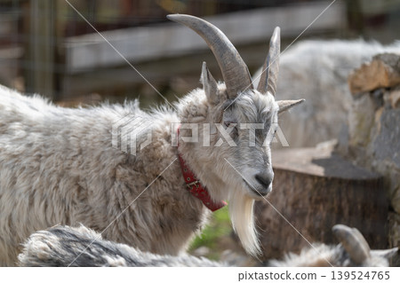 Peaceful winter morning farm setting. Calm rustic goat resting near feed trough and fence. Serene winter scene featuring peaceful goat by barn gate with rustic elements Peaceful winter morning farm setting. Calm rustic goat resting near feed trough and fence. Serene winter scene featuring peaceful goat by barn gate with rustic elements 139524765