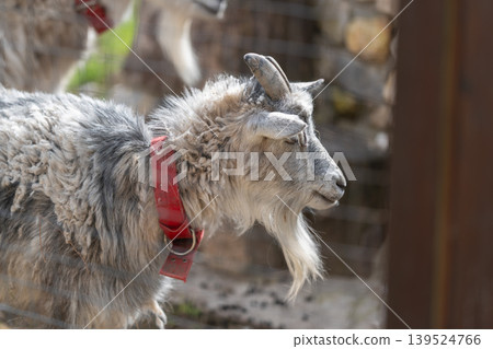 Serene rural setting featuring frosted goat with vibrant collar. Peaceful farm environment showcasing frostcovered goat wearing striking red collar during morning hours Serene rural setting featuring frosted goat with vibrant collar. Peaceful farm environment showcasing frostcovered goat wearing striking red collar during morning hours 139524766